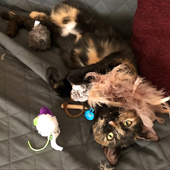 Meet Lia multi fashion high style on a budget Posher cats & music - Picture 5 of 6